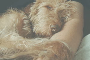 Lire la suite à propos de l’article Réflexion sur les discours autour de l’éducation canine : entre nuance et responsabilité
