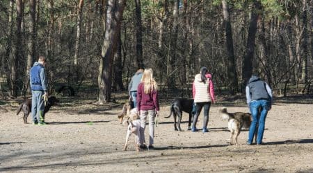 Cours collectif d'éducation canine avec plusieurs chiens à Saint-Herblain