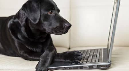 Éducatrice canine réalisant une étude comportementale avec un chien à Nantes