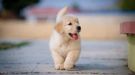 Première séance d'éducation avec un chiot à domicile à Nantes