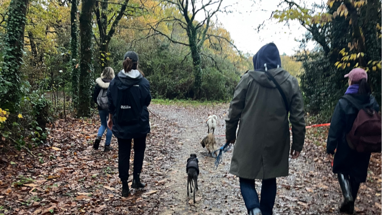 éducation de chiens à nantes