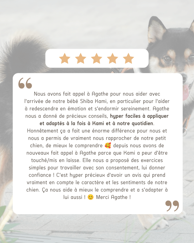 avis chien education