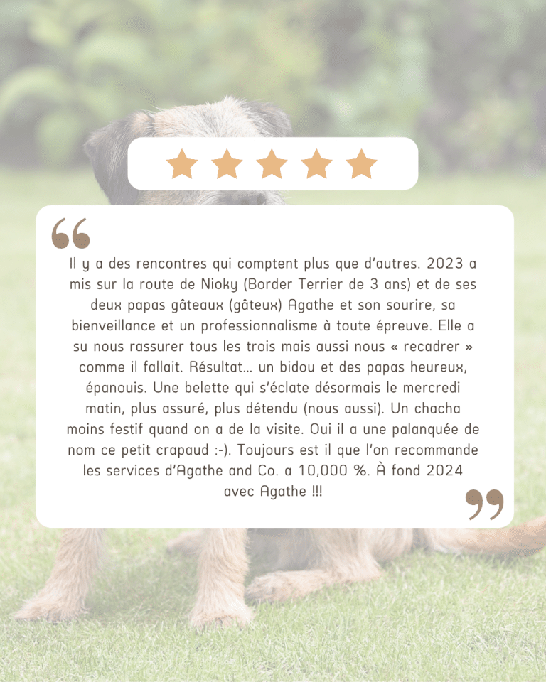 avis chien education
