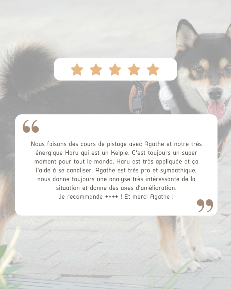 avis chien education