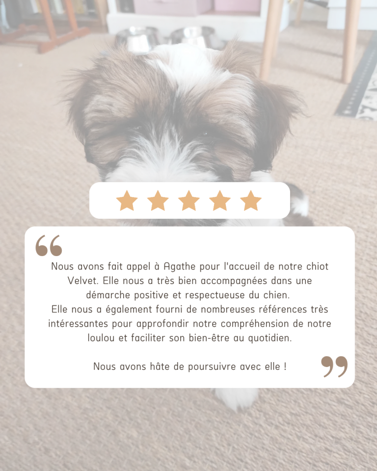 avis chien education