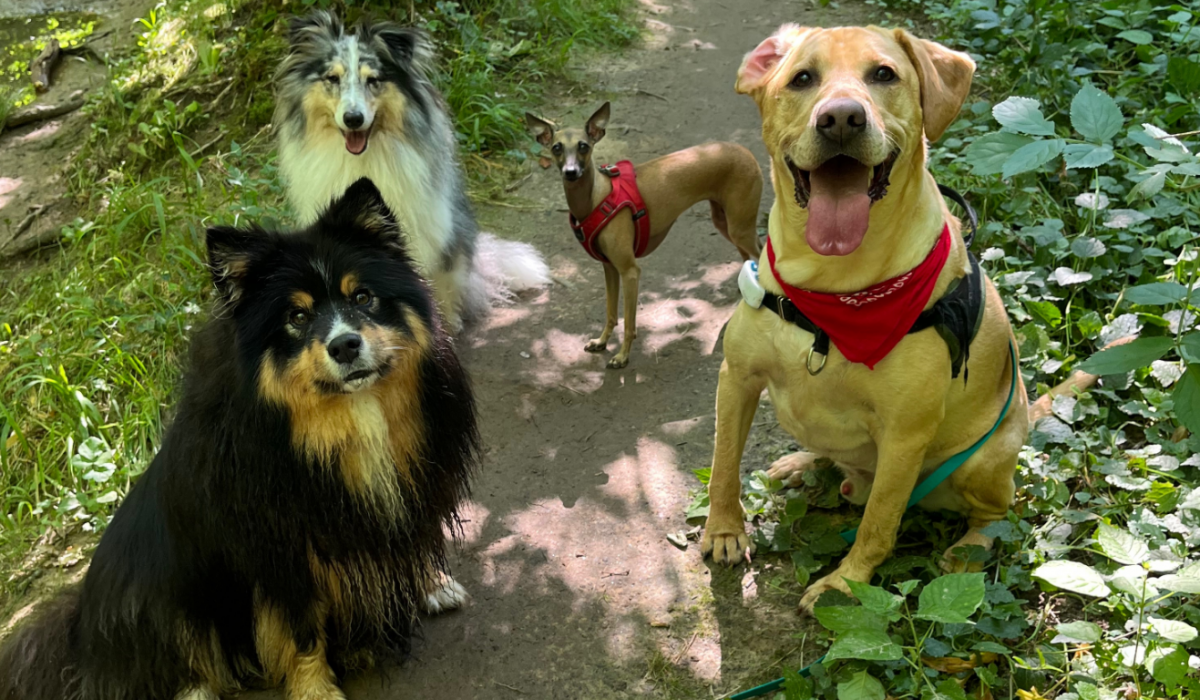 Promenade collective de chiens en Classe verte près de Nantes