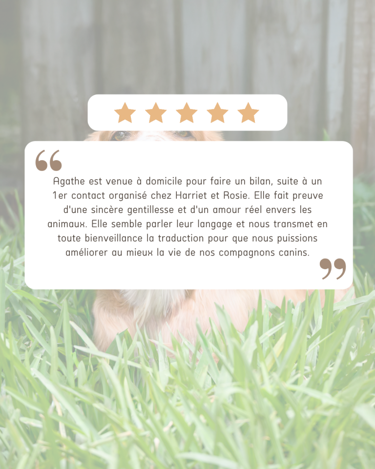avis chien education