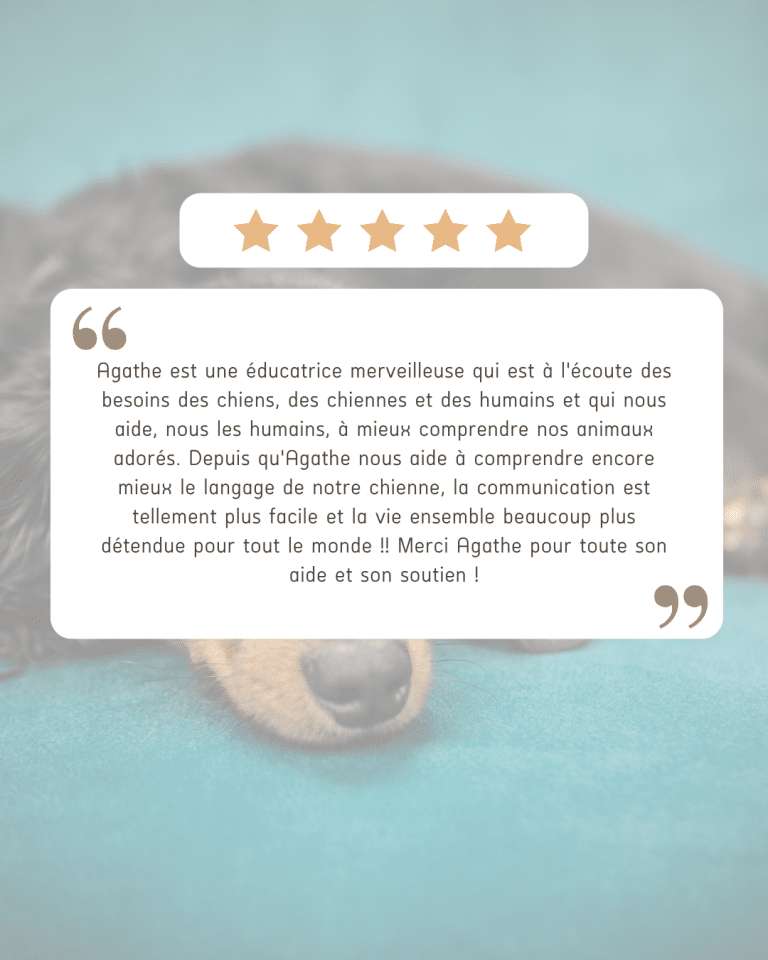 avis chien education